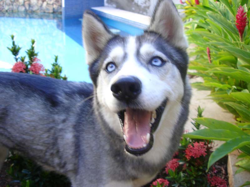 Cachorro 23.jpg